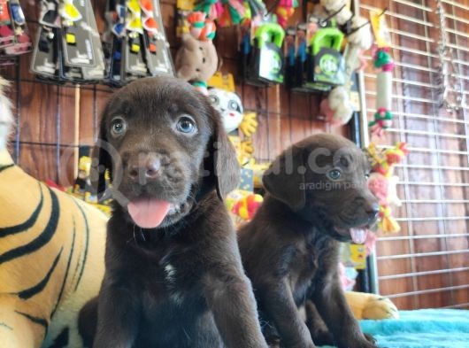 Chocolote Labrador Retri̇ever Irk Güzeli̇