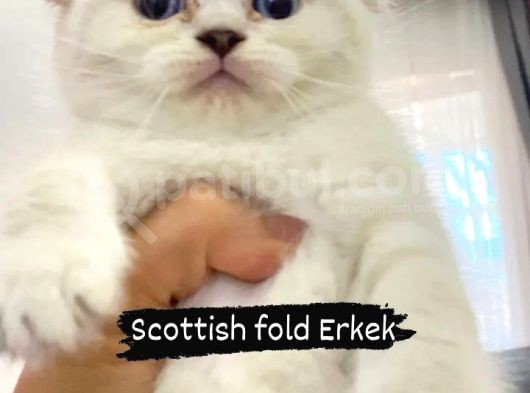 Scottish Fold Erkek