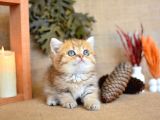 A Kalite Black Golden British Shorthair