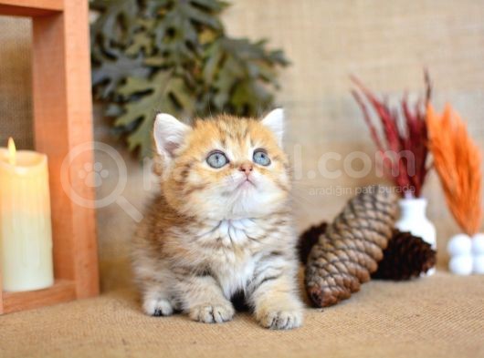 A Kalite Black Golden British Shorthair