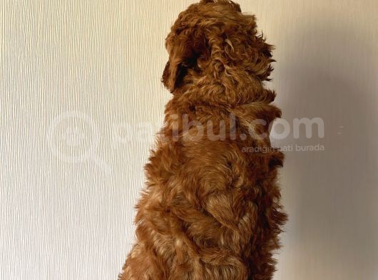 Red Dişi Yavrumuz görsel