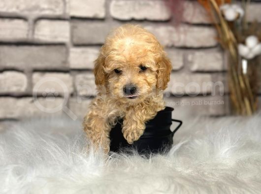 En Sevimli Saf Kan Toy Poodle Yavrular