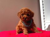 Kore Kan Mi̇ni̇ Toy Poodle Yavrularimiz