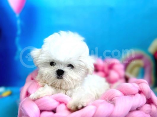 Kore Teacup Maltese Yavruları