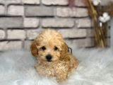 En Sevimli Saf Kan Toy Poodle Yavrular