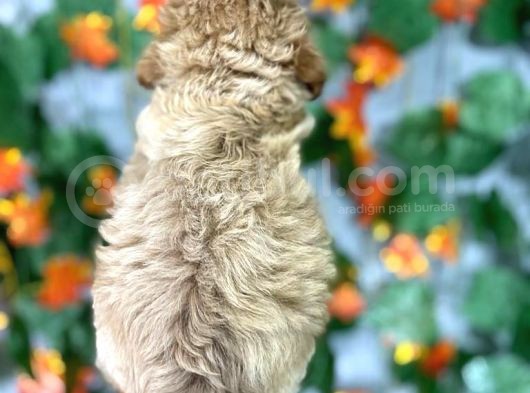 Tea Cup Garanti̇li̇di̇ Malti̇poo Yavrulari görsel
