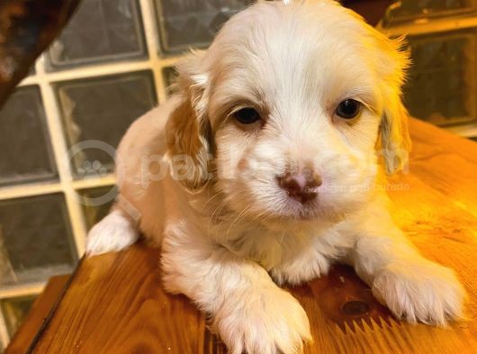 Ev Doğumu Maltipoo Bebeğimiz görsel