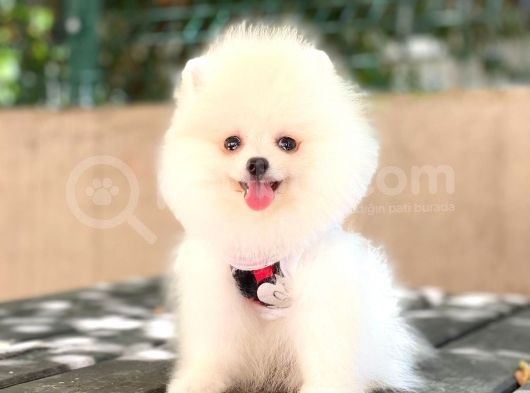 0-3 Aylık Yavru Pomeranian