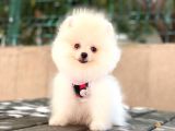 0-3 Aylık Yavru Pomeranian