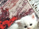 Chinchilla 2 Aylık 