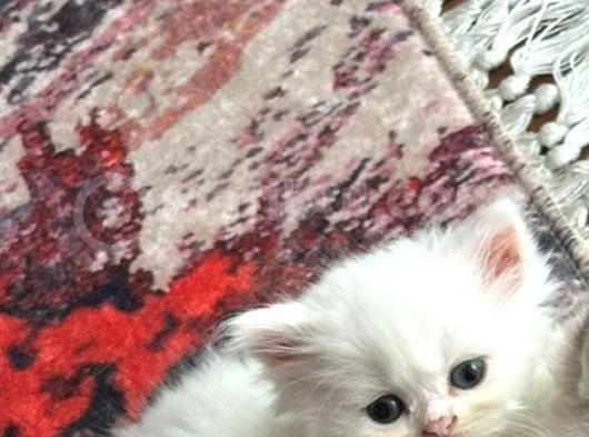 Chinchilla 2 Aylık  görsel