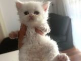 Chinchilla 2 Aylık 
