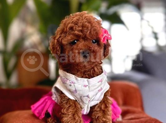 Safkan Toy Poodle Yavrularımız görsel