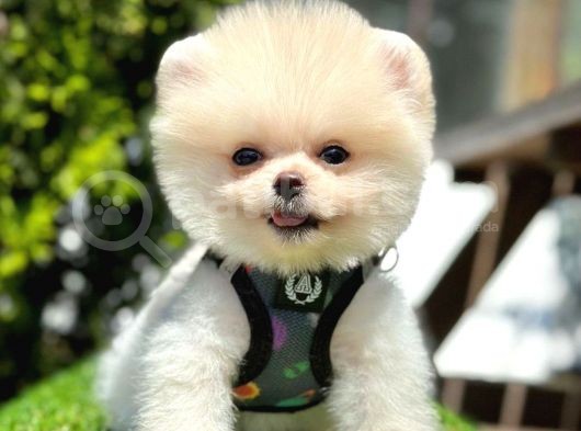 Safkan Pomeranian Boo Yavrularımız görsel