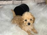 En Sevimli Saf Kan Toy Poodle Yavrular
