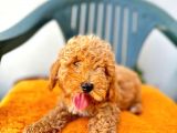 Safkan Irk Garantili  Toy Poodle Yavrularimiz