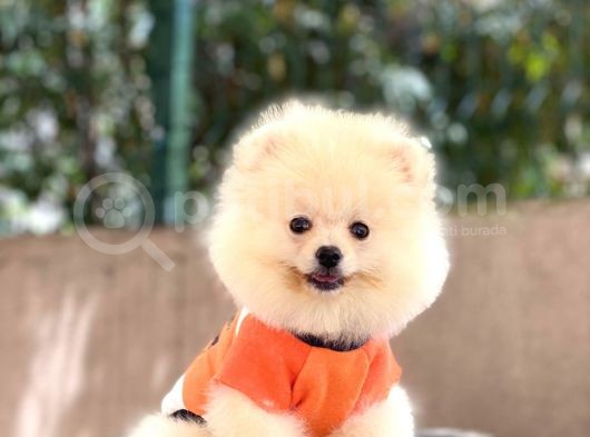 Pomeranian Boo Teddy Face Erkek Yavrumuz görsel
