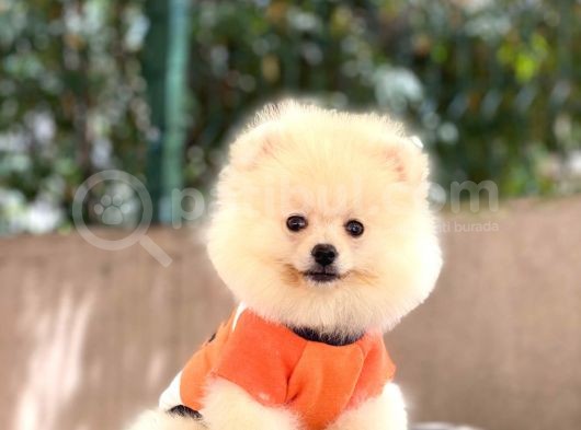 Pomeranian Boo Teddy Face Erkek Yavrumuz görsel