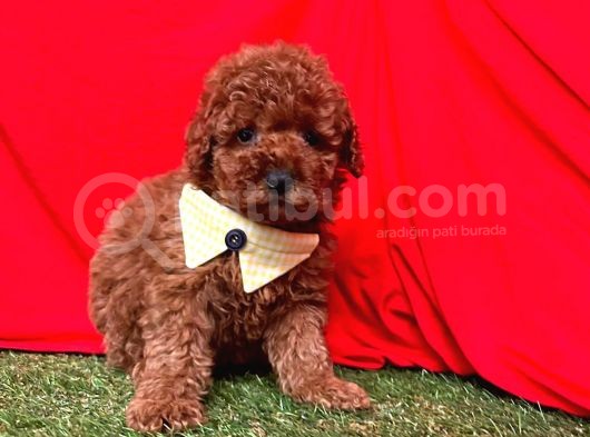Ori̇ji̇nal Red Brown Toy Poodle Yavrularimiz görsel