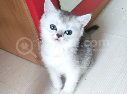 Prenses Kızımız görsel