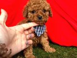 Ori̇ji̇nal Red Brown Toy Poodle Yavrularimiz