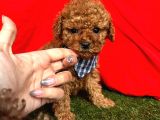 Ori̇ji̇nal Red Brown Toy Poodle Yavrularimiz