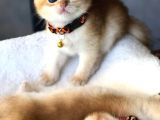A Kalite Bri̇ti̇sh Shorthai̇r Golden  Yavrular