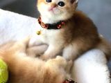 A Kalite Bri̇ti̇sh Shorthai̇r Golden  Yavrular