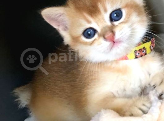A Kalite Bri̇ti̇sh Shorthai̇r Golden  Yavrular görsel