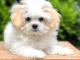 Sağlık Garantili Morkie Yavrumuz