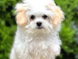 Sağlık Garantili Morkie Yavrumuz