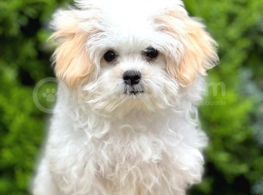 Sağlık Garantili Morkie Yavrumuz görsel