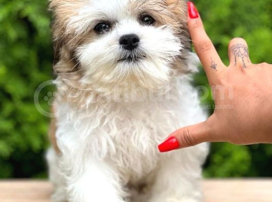 Türkiyenin En Güzel Morkie Yavruları görsel