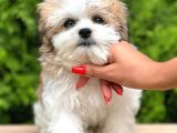 Türkiyenin En Güzel Morkie Yavruları
