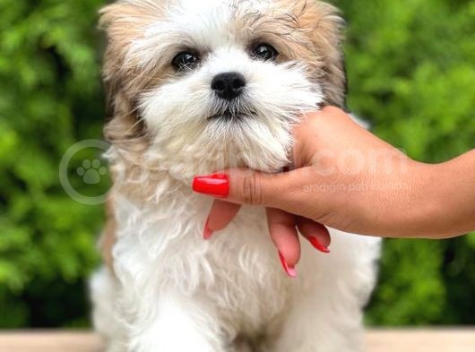 Türkiyenin En Güzel Morkie Yavruları