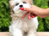 Türkiyenin En Güzel Morkie Yavruları