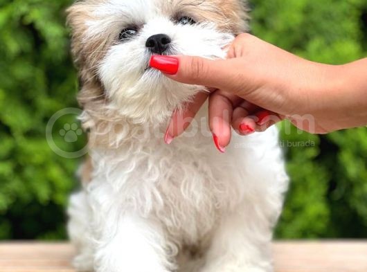 Türkiyenin En Güzel Morkie Yavruları görsel
