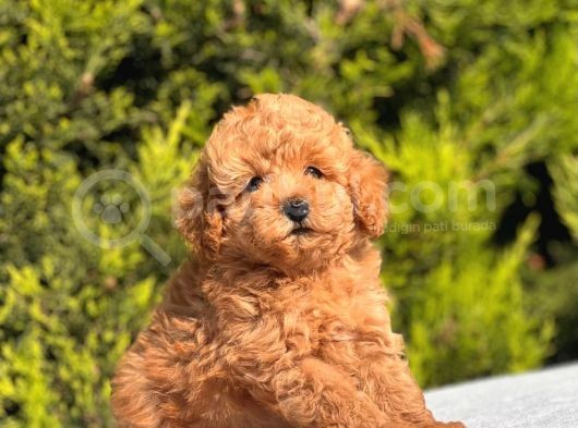 Harry Poodle görsel