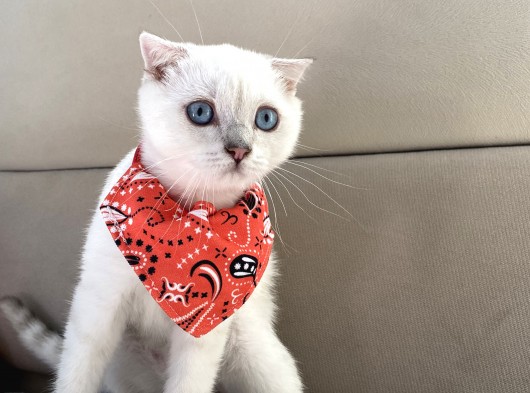 Scottish Fold Bebeğimiz Yeni Yuvasına Gitmeye Hazır görsel