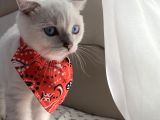 Scottish Fold Bebeğimiz Yeni Yuvasına Gitmeye Hazır