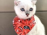 Scottish Fold Bebeğimiz Yeni Yuvasına Gitmeye Hazır