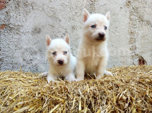 Kar Beyazı Mavi Göz Husky Yavrularımız görsel