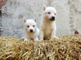 Kar Beyazı Mavi Göz Husky Yavrularımız