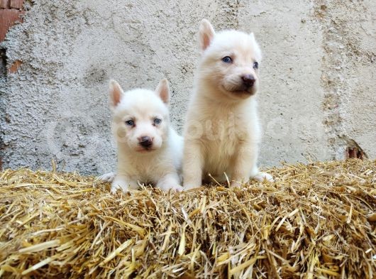 Kar Beyazı Mavi Göz Husky Yavrularımız görsel