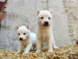 Kar Beyazı Mavi Göz Husky Yavrularımız