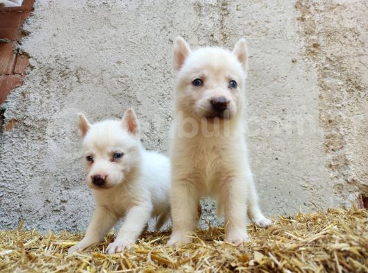 Kar Beyazı Mavi Göz Husky Yavrularımız görsel