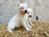 Kar Beyazı Mavi Göz Husky Yavrularımız