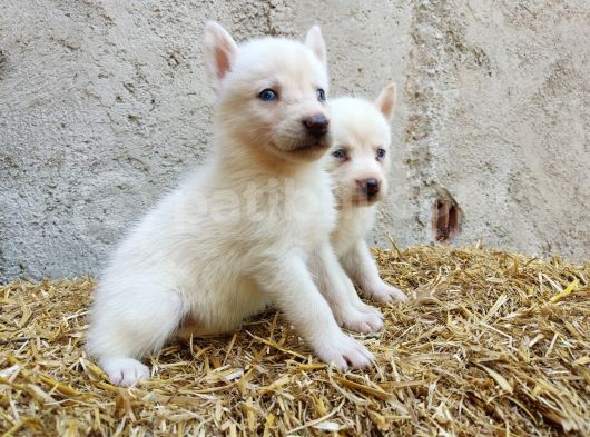 Kar Beyazı Mavi Göz Husky Yavrularımız görsel