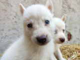 Kar Beyazı Mavi Göz Husky Yavrularımız