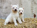 Kar Beyazı Mavi Göz Husky Yavrularımız